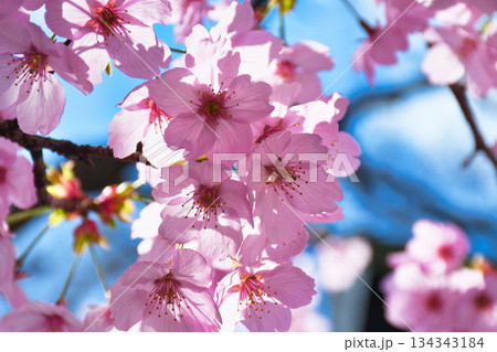 京都　平野神社　美しい桜（京都府京都市北区） 134343184