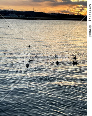 水辺でくつろぐ鴨と穏やかな夕暮れ 134343389