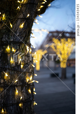 夕暮れの空と木々を彩るイルミネーションの光 134343435
