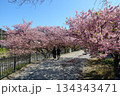 河津桜の並木道を歩くカップル 静岡県賀茂郡河津町 134343471