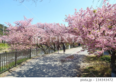 河津桜 桜並木の中をデートするカップル 河津桜 桜並木の中をデートするカップル 134343472