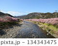 河津桜まつり 河津川のほとりに咲く満開の河津桜と菜の花 134343475