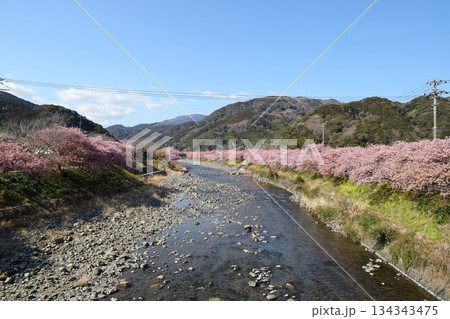 河津桜まつり 河津川のほとりに咲く満開の河津桜と菜の花 河津桜まつり 河津川のほとりに咲く満開の河津桜と菜の花 134343475