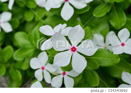 ニチニチソウ（キョウチクトウ科）一年草 134343692