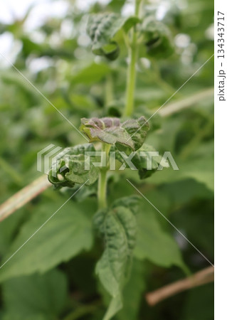 green tea leaf in the field green tea leaf in the field 134343717