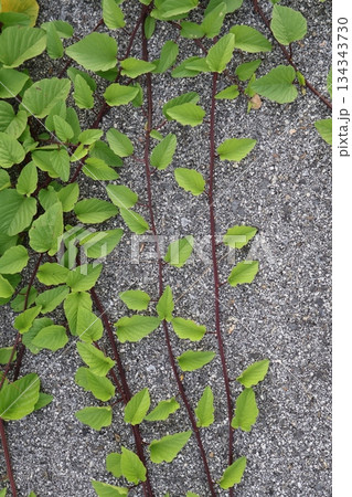 green tea leaf in the field 134343730