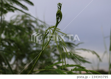 grass on the hill grass on the hill 134343795