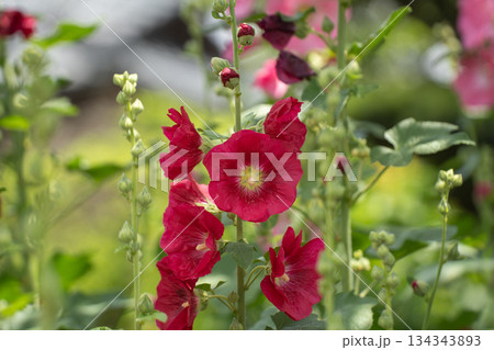 赤いタチアオイの花 134343893