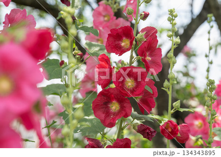 タチアオイの一種である植物のピンク色の花を撮影した写真 タチアオイの一種である植物のピンク色の花を撮影した写真 134343895