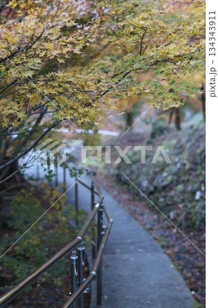 紅葉に包まれる道 紅葉に包まれる道 134343911