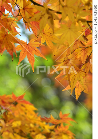 鮮やかな紅葉 134343960
