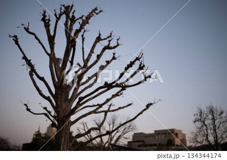 冬枯れた木の枝のシルエットと夕暮れ空（仰角・自然・冬） 134344174
