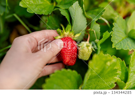 Gardening and agriculture concept. Woman farm worker hand harvesting red ripe strawberry in garden. Woman picking strawberries berry fruit in field farm. Eco healthy organic home grown food concept 134344285