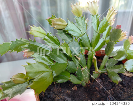 Christmas cactus Schlumbergera in pot buds houseplant close up horizontal Christmas cactus Schlumbergera in pot buds houseplant close up horizontal 134344380