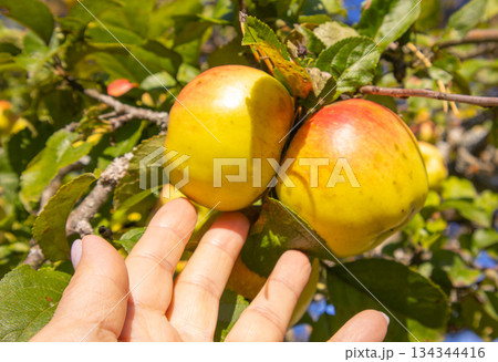 Apple picking hand reaches for ripe apples on tree horizontal close up Apple picking hand reaches for ripe apples on tree horizontal close up 134344416