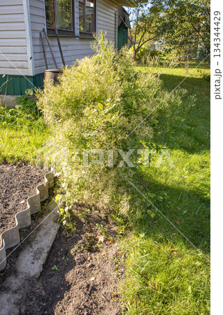Garden shrub with fluffy seed heads by house sunny day vertical view 134344429