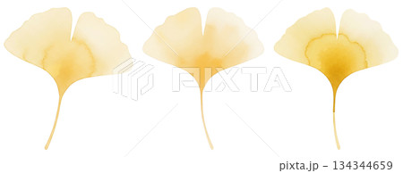 黄色のイチョウの葉の水彩風イラストセット 134344659