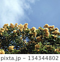 Original photo taken yellow flower shrub green leaves blue sky clouds aesthetic background Original photo taken yellow flower shrub green leaves blue sky clouds aesthetic background 134344802
