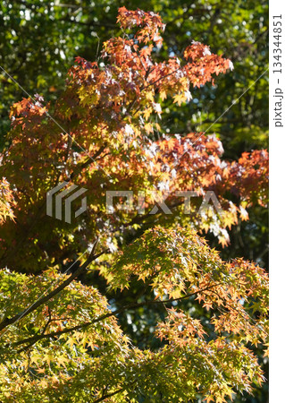 京都大原の赤く紅葉した楓の葉 134344851