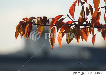 赤く紅葉した桜の葉 赤く紅葉した桜の葉 134344862