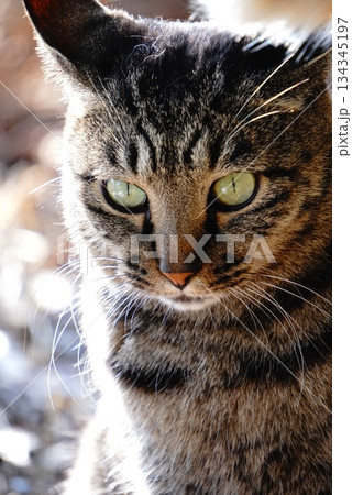 茶色の猫 134345197