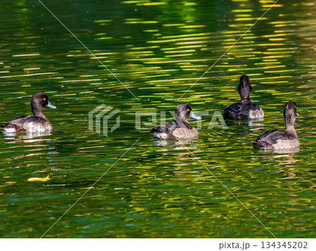 池を泳ぐキンクロハジロ 134345202