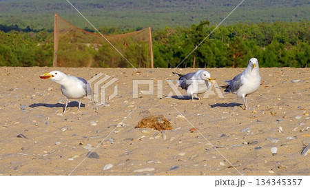 Wild, white, gray seagulls on the sandy shore of Olkhon Island, against the backdrop of green, coniferous trees. 134345357