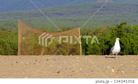 Birds of Olkhon Island. 134345358