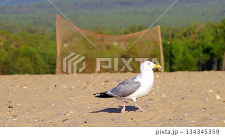 Wild, white, gray seagulls on the sandy shore of Olkhon Island, against the backdrop of green, coniferous trees.Birds of Olkhon Island. 134345359