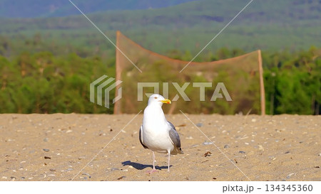Birds of Olkhon Island.Wild, white, gray seagulls on the sandy shore of Olkhon Island, against the backdrop of green, coniferous trees. Birds of Olkhon Island.Wild, white, gray seagulls on the sandy shore of Olkhon Island, against the backdrop of green, coniferous trees. 134345360
