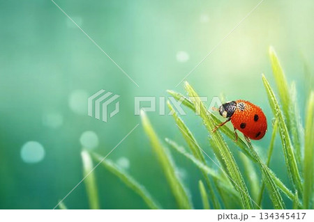 Spring background with fresh green grass on green background. The Ladybug on sky bright background. Summer concept. Spring background with fresh green grass on green background. The Ladybug on sky bright background. Summer concept. 134345417