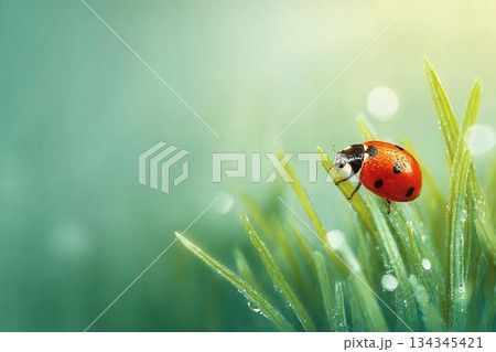 Spring background with fresh green grass on green background. The Ladybug on sky bright background. Summer concept. 134345421