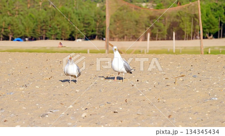 Wild, white, gray seagulls on the sandy shore of Olkhon Island, against the backdrop of green, coniferous trees. 134345434
