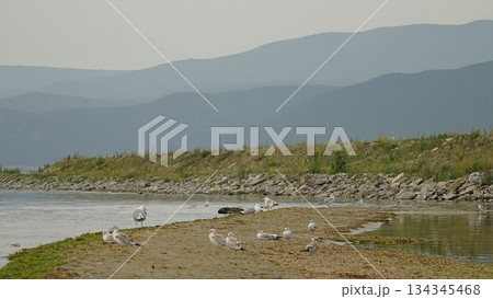 Birds of Olkhon Island.Wild, white, gray seagulls on the sandy shore of Olkhon Island, against the backdrop of green, coniferous trees. 134345468