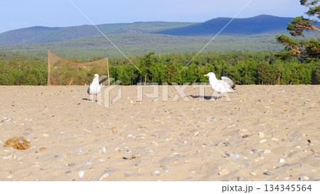Wild, white, gray seagulls on the sandy shore of Olkhon Island, against the backdrop of green, coniferous trees.Birds of Olkhon Island. Wild, white, gray seagulls on the sandy shore of Olkhon Island, against the backdrop of green, coniferous trees.Birds of Olkhon Island. 134345564