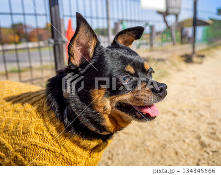 ドッグランで遊ぶ犬 134345566