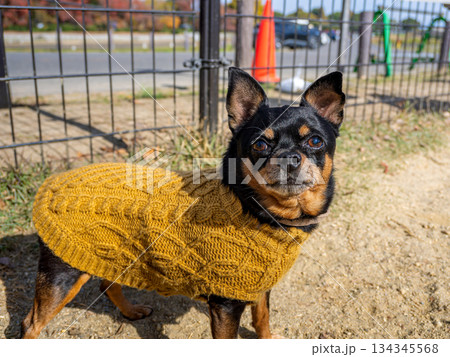 ドッグランで遊ぶ犬 134345568