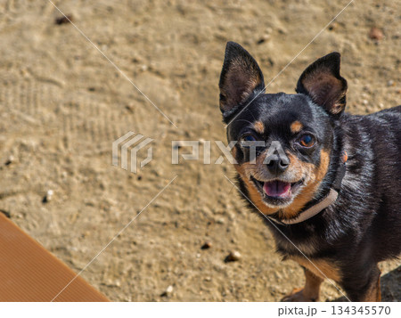 ドッグランで遊ぶ犬 134345570
