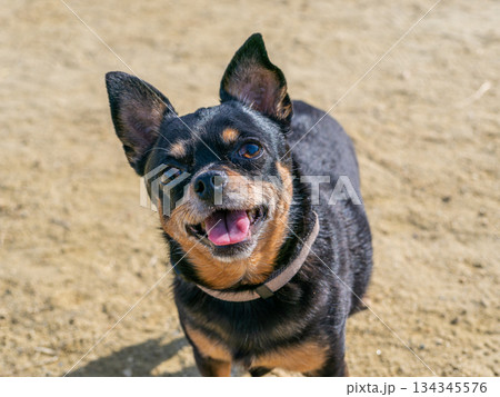 ドッグランで遊ぶ犬 134345576