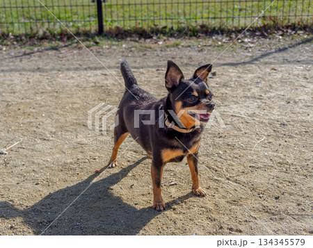 ドッグランで遊ぶ犬 134345579