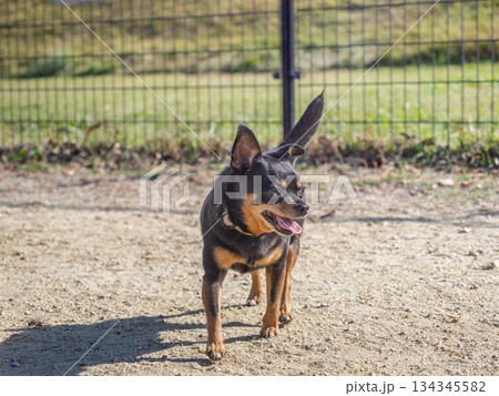 ドッグランで遊ぶ犬 134345582