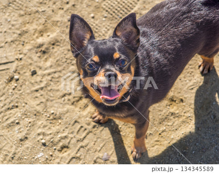 ドッグランで遊ぶ犬 134345589