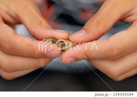 ヤドカリ やどかり 貝殻 134345594