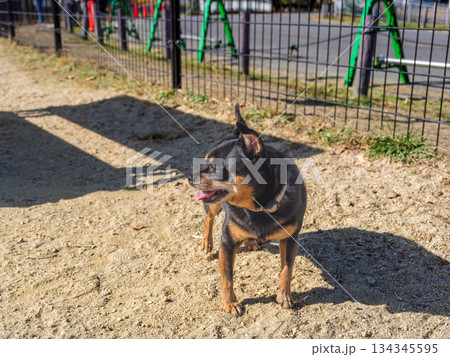 ドッグランで遊ぶ犬 ドッグランで遊ぶ犬 134345595