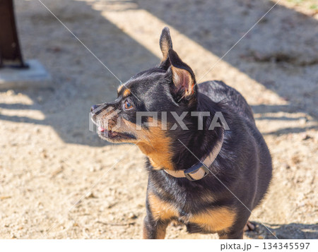 ドッグランで遊ぶ犬 134345597