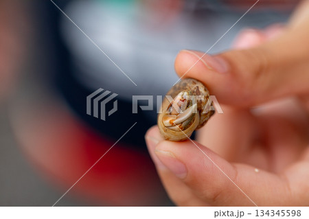 ヤドカリ やどかり 貝殻 134345598