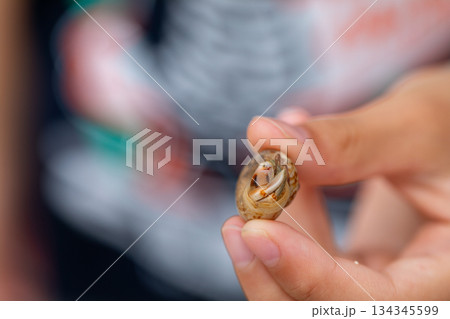 ヤドカリ やどかり 貝殻 134345599