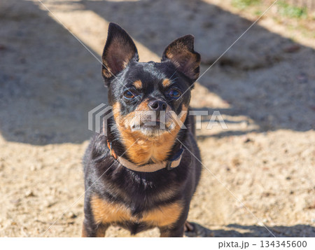 ドッグランで遊ぶ犬 ドッグランで遊ぶ犬 134345600