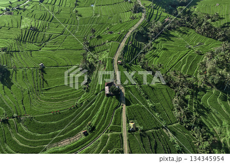Serene Pastoral Vista Showcasing Lush Rice Paddies From Aerial Perspective 134345954