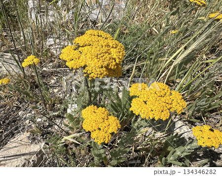 Beautiful blossom milfoil (lat.- Achillea arabica Kotschy) 134346282